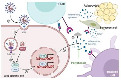 The Impact of Polyphenols-Based Diet on the Inflammatory Profile in COVID-19 Elderly and Obese Patients